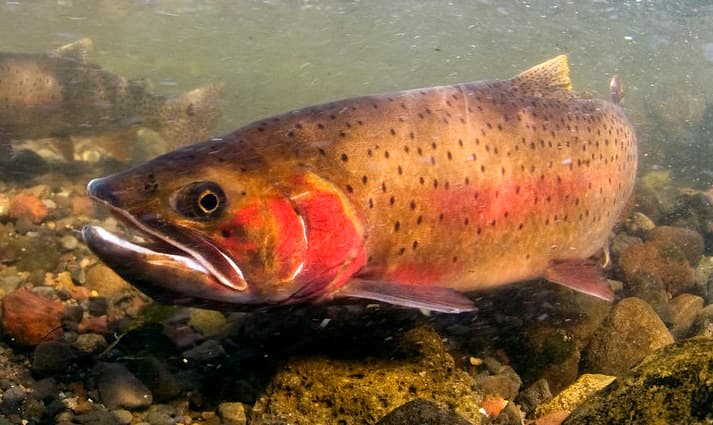 Picture of a cutthroat trout underwater