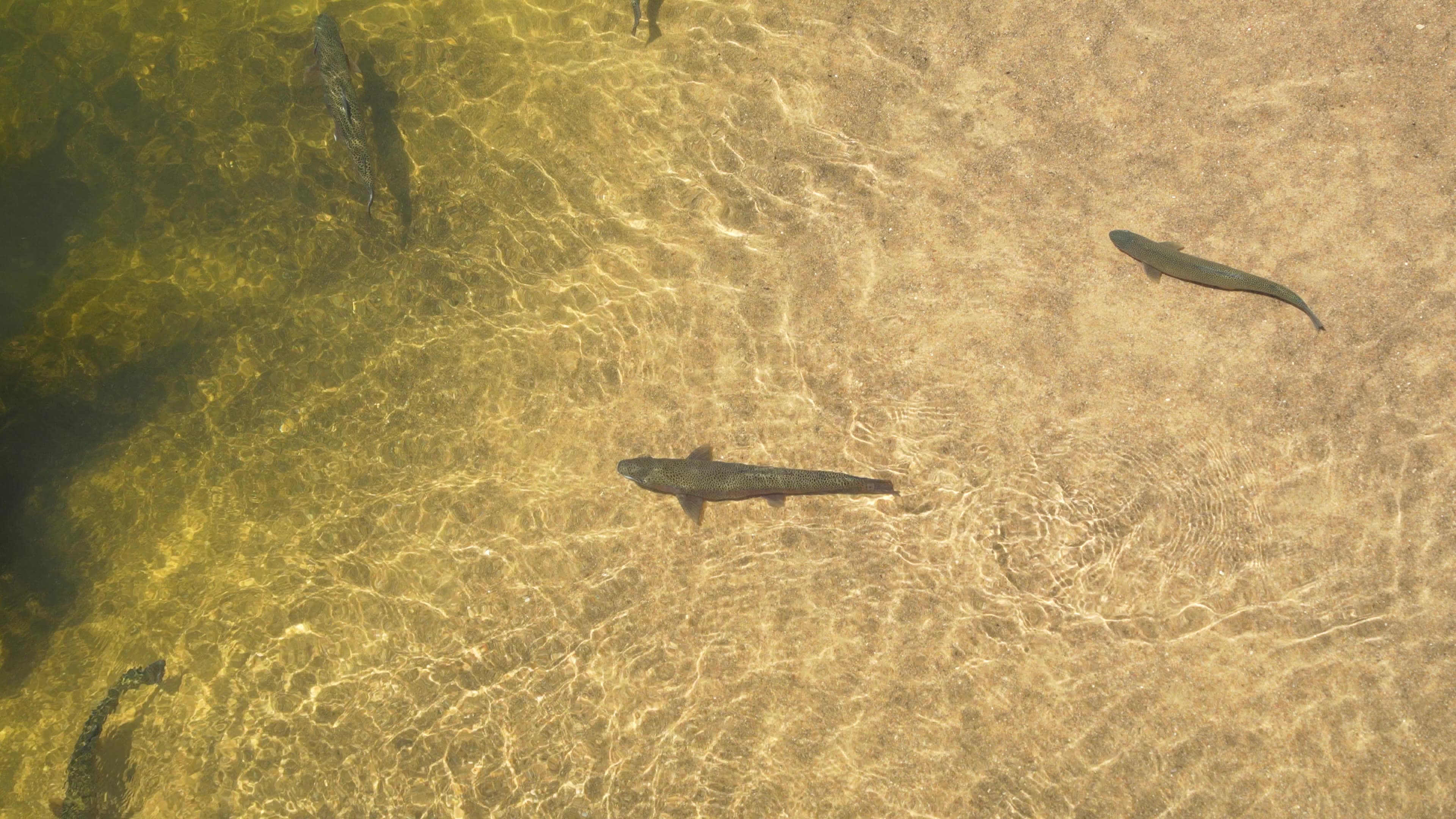 overhead shot of a large trout